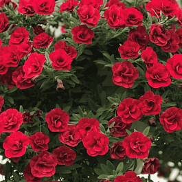 Калибрахоа Aloha Double Cherry Red