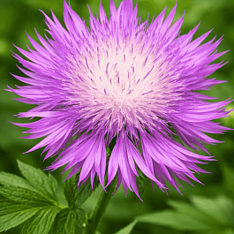 Василек подбеленный Bright Rose