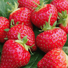 Земляника садовая Хоней