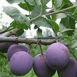 Слива домашняя Евразия