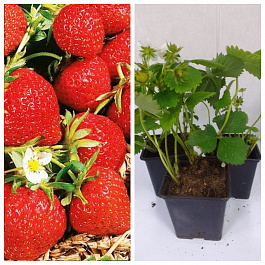 Земляника садовая Фраголареа НАБОР 3ШТ Земляника садовая Фраголареа НАБОР 3ШТ