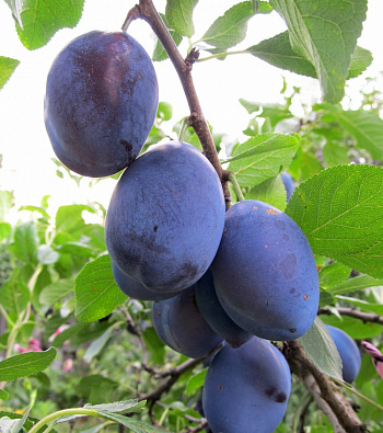Слива Венгерка Донецкая ранняя
