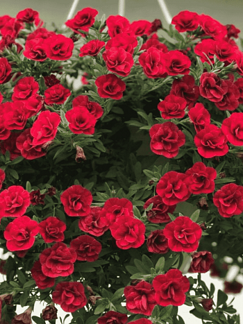 Калибрахоа Aloha Double Cherry Red