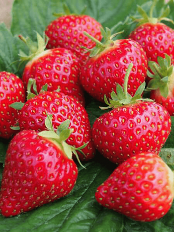 Земляника садовая Хоней