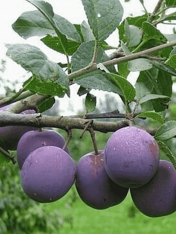 Слива домашняя Евразия