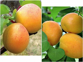 Дерево-сад (2-3х летка) абрикос 2 сорта Орловчанин - Жигулевский сувенир