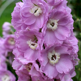 Дельфиниум высокий Елькэ