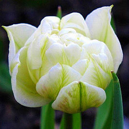 Тюльпан махровый ранний Глобал Дезаер