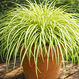 Осока охименская Evergold