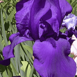 Ирис германский Matinata