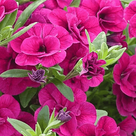 Калибрахоа Colibri Double Violet