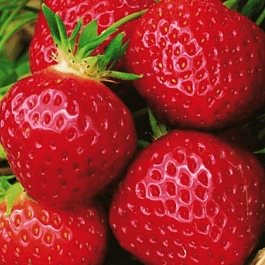 Земляника садовая Полка