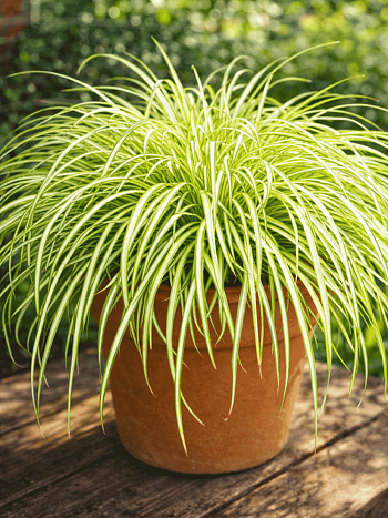 Осока охименская Evergold