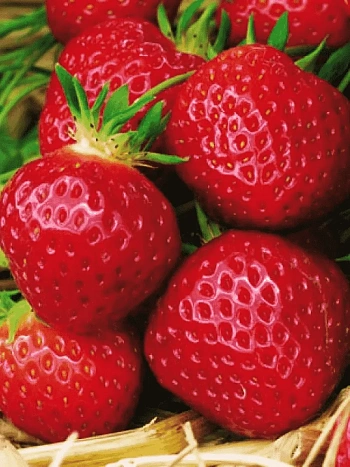 Земляника садовая Полка