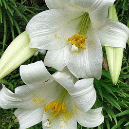 Лилия лонгифлорум Уорлд Трейд