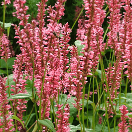 Горец стеблеобъемлющий Orangefield