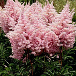 Астильба Арендса Америка НАБОР 2ШТ (1+1)