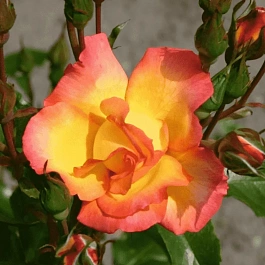 Роза  кустовая Bonanza