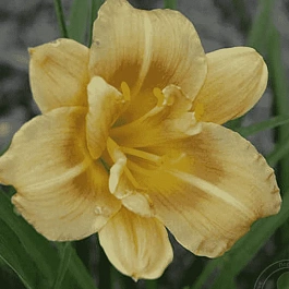 Лилейник Longfield Conchita