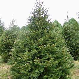 Ель обыкновенная Ель обыкновенная