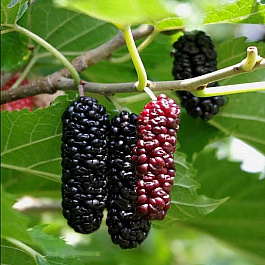 Шелковица черная Иллинойс Эвербеаринг Шелковица черная Иллинойс Эвербеаринг