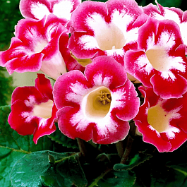 Глоксиния Blanche de Meru