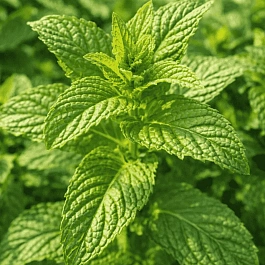 Мята Тимьян