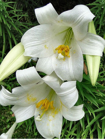 Лилия лонгифлорум Уорлд Трейд