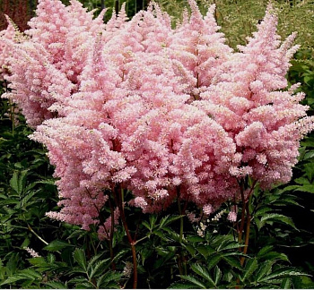 Астильба Арендса Америка НАБОР 2ШТ (1+1)