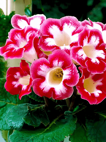 Глоксиния Blanche de Meru