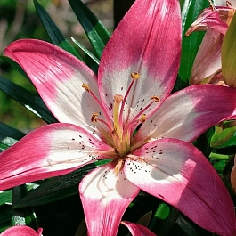 Лилия Trendy Dakota