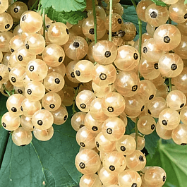 Смородина красная Белая фея