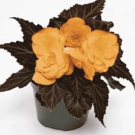 Бегония клубневая GO! Early Cherry Bronze Leaf