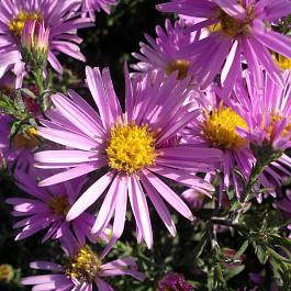 Астра кустарниковая Питер Пен