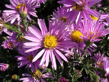 Астра кустарниковая Питер Пен