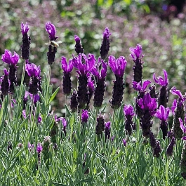 Лаванда стэхадская Bandera 2.0 Deep Purple
