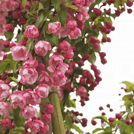 Яблоня декоративная Van Eseltine