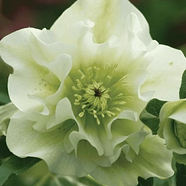 Морозник восточный Double Ellen White