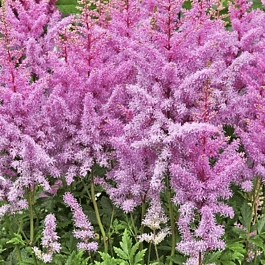 Астильба Арендса Hyazinth