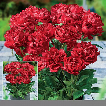 Пион для ПАТИО Лондон