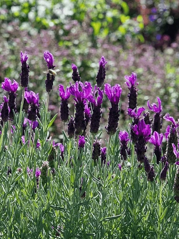 Лаванда стэхадская Bandera 2.0 Deep Purple