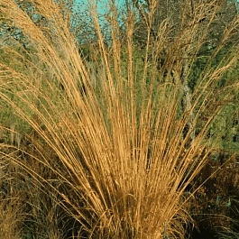 Молиния тростниковая Cordoba