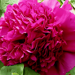 Пион древовидный Garnet-red Light on the Desk