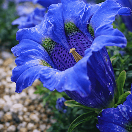 Горечавка динарская