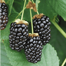 Ежевика Galaxy