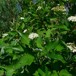 Дерен белый Сибирика Дерен белый Сибирика