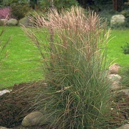 Мискантус китайский Кляйн Зильбешпине Мискантус китайский Кляйн Зильбешпине