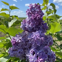 Сирень обыкновенная Андрюша Громов