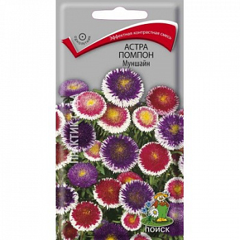 Астра Помпон Муншайн