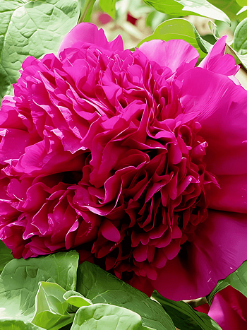 Пион древовидный Garnet-red Light on the Desk